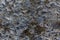 Loosely cemented rock wall, edited for seamlessly tileable/repeatable texture