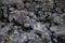 Loosely cemented rocks, edited for seamlessly tileable/repeatable texture