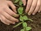 Loosen spinach seedlings