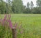 Loosestrife in humid meadow for local biodiversity and flora, France