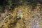 Loosestrife, Lythrum Salicaria, in a brook