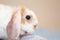 Lop ear little Red and white color rabbit, 2 months old, bunny on grey background -animals and pets concept