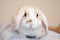 Lop ear little Red and white color rabbit, 2 months old, bunny on grey background -animals and pets concept