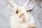 Lop ear little Red and white color rabbit, 2 months old, bunny on grey background -animals and pets concept