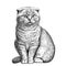 Lop-eared british cat sitting hand drawn sketch Pets