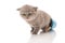 Lop-eared British kitten playing with a bucket on a white background.