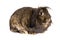 Lop-eared brown rabbit