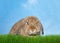 Lop eared bunny rabbit in green grass looking at viewer