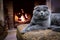 A lop-eared cat by the fireplace