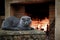 A lop-eared cat by the fireplace