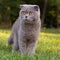 Lop-eared cat in the park on a background of green vegetation, portrait