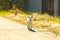 Lop-eared dog Metis Labrador runs along a village street