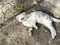 Lop-eared gray cat lies on the ground and yawns