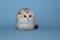 Lop-eared kitten on a blue background