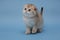 Lop-eared kitten on a blue background