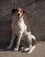 A lop-eared mongrel dog sits huddled against a stone wall and looks into the camera