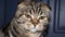 lop-eared purebred cat, cat sitting on a chair