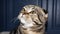 Lop-eared purebred cat, cat sitting on a chair