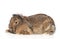 Lop-eared rabbit