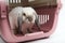 Lop-eared rabbit in the animal carrier close up