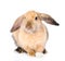 Lop-eared rabbit looking at camera. isolated on white background