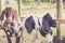 Lop-earred goat trio in warm retro setting