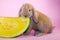 Lop eating watermelon Cute bunny rabbit kit on colorful studio background