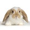 Lop Rabbit