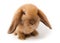 Lop-rabbit, Miniature Lop (Oryctolagus cuniculus)