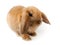 Lop-rabbit, Miniature Lop (Oryctolagus cuniculus)