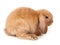 Lop-rabbit, Miniature Lop (Oryctolagus cuniculus)