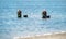 Lopagan, Murcia, Spain, May 20, 2020: Retired volunteer seniors clean the Mar Menor, the Europe\'s biggest salt water lagoon