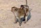 Lopburi, Thailand: Baby Monkey on Mother\'s Back