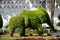 Lopburi, Thailand: Elepant Topiaries at Thai Wat