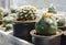 Lophophora diffusa cactus flower in pot with sunlight