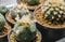 Lophophora diffusa flower cactus plant in pot with sunlight