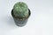 Lophophora fricii or Peyote cactus or Lophophora williamsii , Peyote Lophophora williamsii or cactus