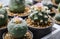 Lophophora fricii and williamsii cactus flower