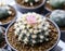 Lophophora jourdaniana flower cactus plant in pot