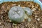 Lophophora williamsii cactus