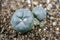 Lophophora williamsii cactus