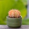 Lophophora williamsii, Cactus or succulents tree in flowerpot on