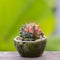 Lophophora williamsii, Cactus or succulents tree in flowerpot on