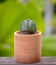 Lophophora williamsii, Cactus or succulents tree in flowerpot on