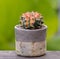 Lophophora williamsii, Cactus or succulents tree in flowerpot on