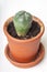 Lophophora williamsii in clay pot