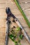 Loppers Pruning Shears Wood Planks Ivy Blackberry Vine Stalk