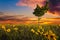 Lopsided Tree in a Sunflower Field