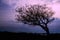 Lopsided Tree During Sunset in Goderich, Ontario