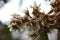 Loquat blossom